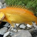 황쏘가리 이미지