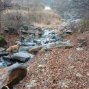 탐스럽개 이미지