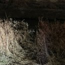 멍멍이 보러올래? | Bravo My Life 나에 인생아