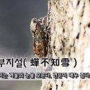 선부지설(蟬不知雪) : 매미는 겨울의 눈을 모른다, (견문이 매우좁다) 이미지