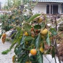 토방토방 황토민박 이미지