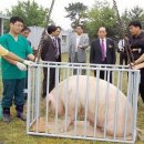 새롬축산 이미지