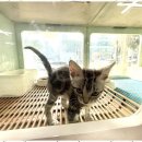 애견용품 창고형 할인매장 이미지