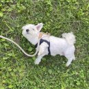 킨텍스 꿈 동물병원 이미지