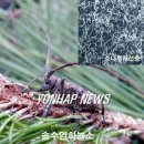 소나무를 품다 이미지