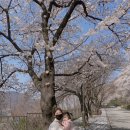 3월 31일(금)- 🌸충주댐 벚꽃길 산책🌸 이미지