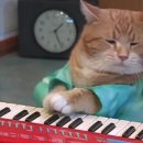 🥁🎵🥁🎵🥁🎵 🐱:먀오 🎹🎶 이미지