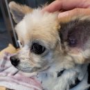 청라 공감 동물의료센터 이미지