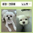 노노펫 | 운정 애견미용 노노펫 2년 찐단골 후기