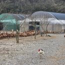 대섬알이랑 이미지