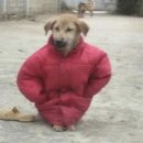 팔자좋 진~~~🐶