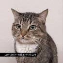 고양이라는 생물체 한 장 요약 이미지