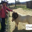 늘푸른흑염소2농장 이미지