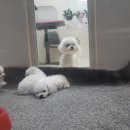 펫스티발 이미지