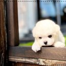 전주강아지분양 고양이분양 24시 데려가개 전주점 이미지