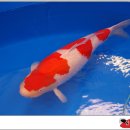 대일양어장 이미지