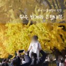 반계초등학교 | 원주 반계리 은행나무⎟CCTV, 1000년 고목의 황금빛 장관, 가을 인생샷 명소
