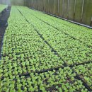 해돋이농장 이미지