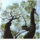 느티나무공인중개사사무소 이미지