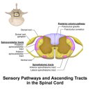fibromyalgia, CRPS 통증 기전 최신논문 탐구!! 이미지