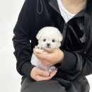 야옹아멍멍해봐삼각점 이미지