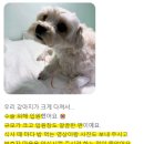 달성축협동물병원 | 시흥 장현동 동물병원 아프리카에서 강아지 모낭충을 진단하고 치료하는 방법