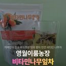 누리농장 | 혈당스파이크예방에 좋은 영월이룸농장 비타민나무잎차 맛 가격 후기