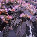 자귀나무 썸머초콜렛 자엽자귀 이미지