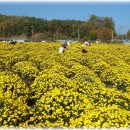봉정사국화마을 이미지