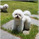 착한퍼피 이미지