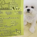 내 강아지의 봄 일산애견유치원&애견호텔 이미지