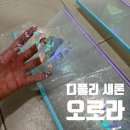 새론 | 디플리 새론 오로라 / 미스티 비교 / 사이즈 / 필름 벗겨짐