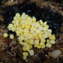 정통집울산