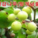 명감나무 (망개넝쿨)뿌리 효능 이미지