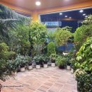 아데초이 이미지