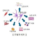 조혈모세포 이식[Stem cell transplantation]종양혈액질환 이미지