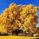 마음 품은 캘리그라피 | 1,317년의 생명을 품은 가을, 황금빛이 흐르는 반계리 들녘 에서 마주한 조정환 작가의 원주 반계리...