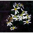 버들민박 이미지