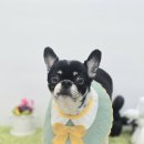 애견미용실 이미지