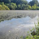 신장소류지 이미지