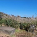 돌! 내무령 미안😭.... 제주돌문화공원 이미지