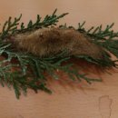 국립방장산자연휴양림 이미지