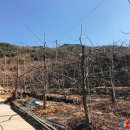 하촌3리 이미지