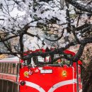 가오농장2 | 대만 봄꽃 축제 일정 완전 정리