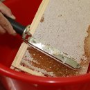 벌과 사람 이미지