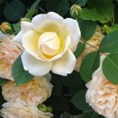 대구제일중학교 이미지