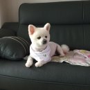 아지공간 이미지