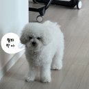 댕구르르 이미지