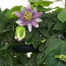 민들레 농장 이미지