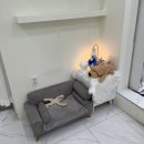 파우더-Dog 이미지
